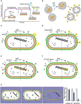 Mode-of-Action of Antimicrobial Peptides: Membrane Disruption vs. Intracellular Mechanisms
